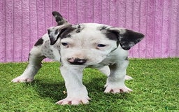 Catahoula Leopard Dog dogs for sale: Tess 2025 Female 6 - Image 4