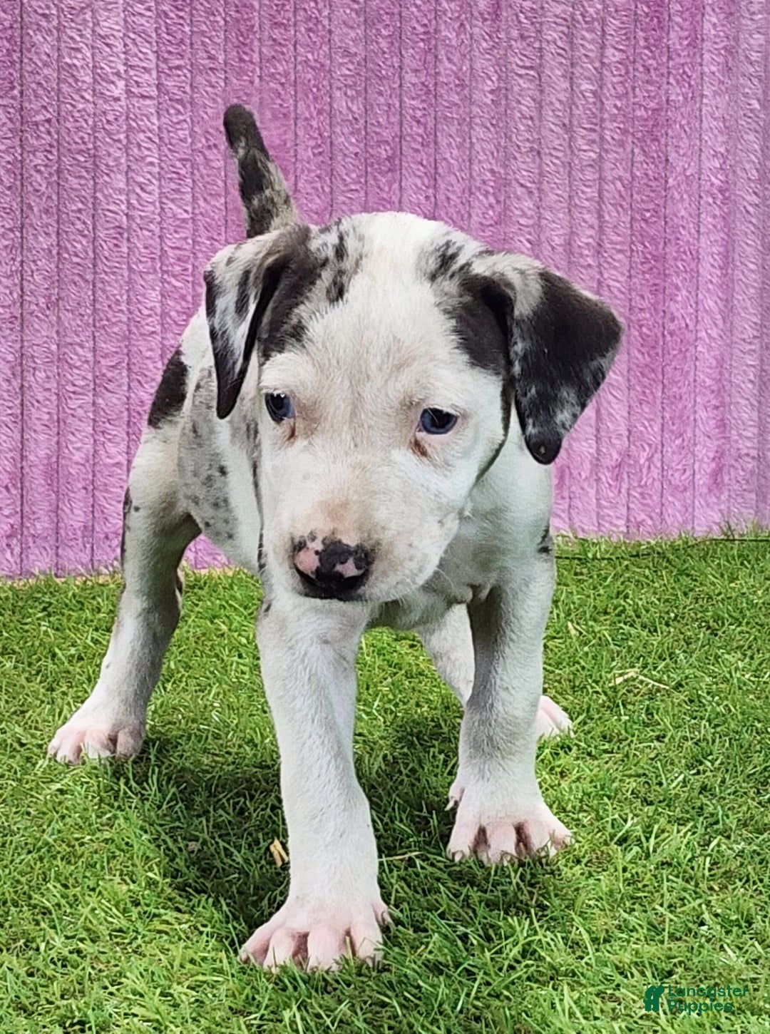 Catahoula Leopard Dog dogs for sale: Tess 2025 Female 6 - Image 4