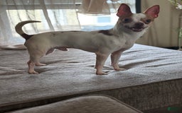 Chihuahua dogs for sale: Jewel - Image 5