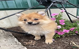 Pomeranian dogs for sale: Rusty - Image 1