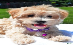 Maltipoo dogs for sale: Kori - Image 7