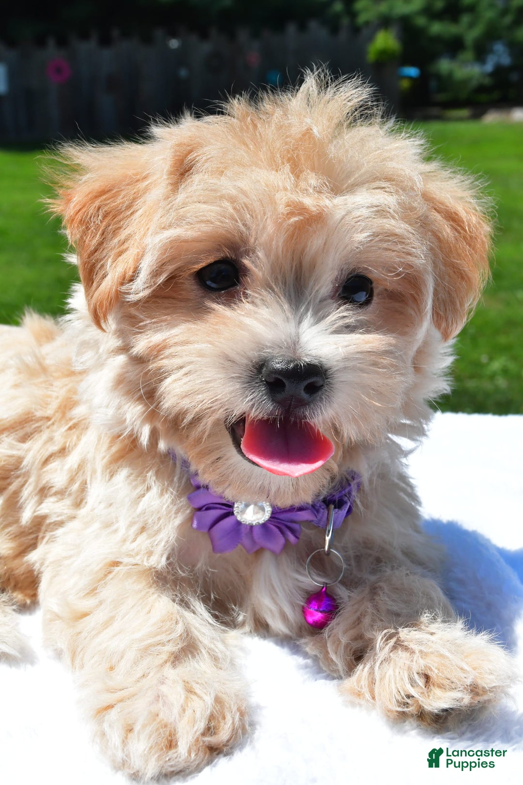 Maltipoo dogs for sale: Kori - Image 7