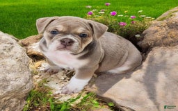 English Bulldog dogs for sale: Venus - Image 13