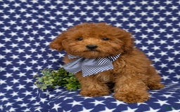 Miniature Poodle dogs for sale: Miniature Poodle 4 puppies - Image 2