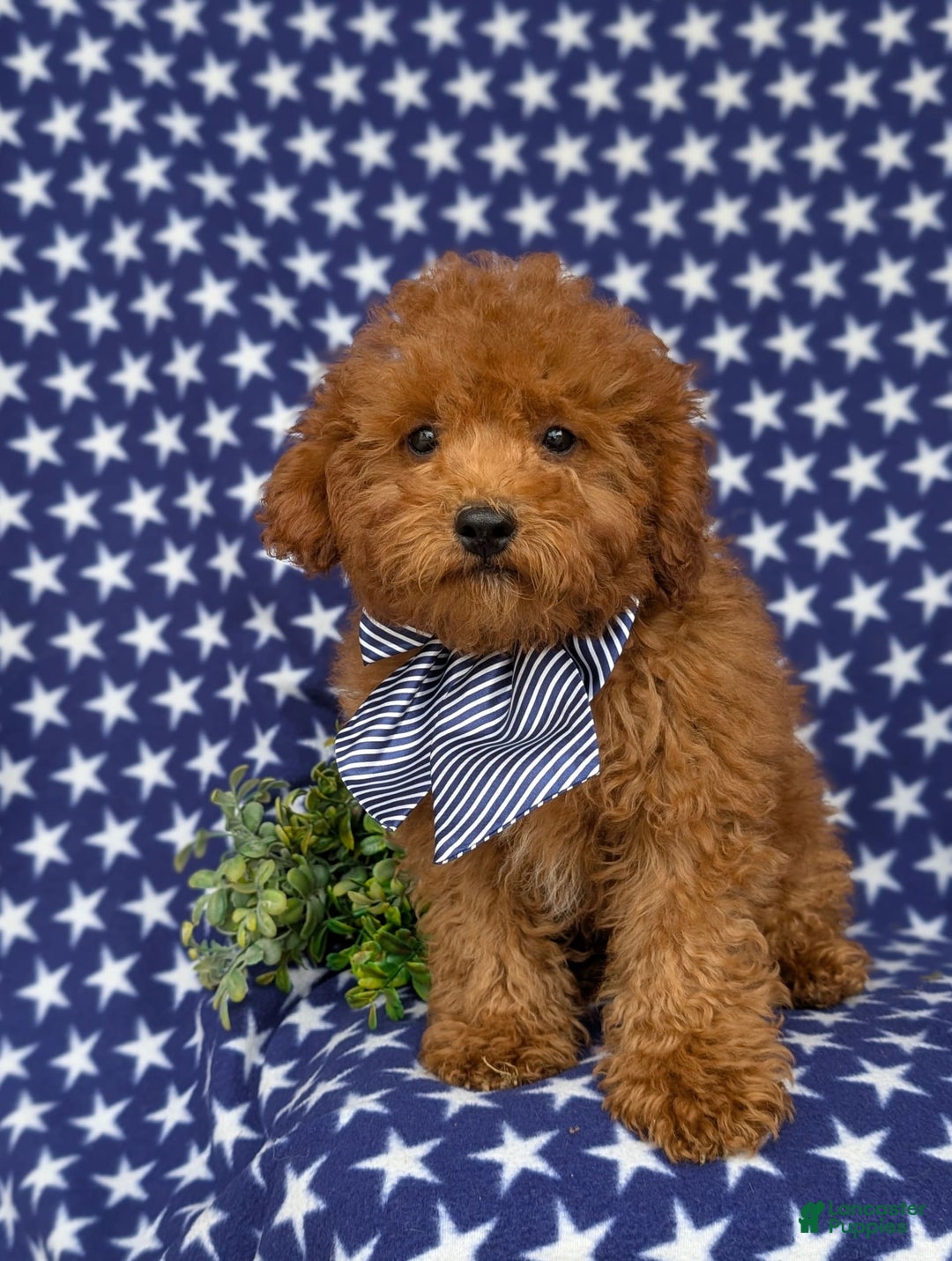Miniature Poodle dogs for sale: Miniature Poodle 4 puppies - Image 2
