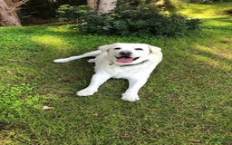 Labrador Retriever dogs for sale: Olivia - Image 9