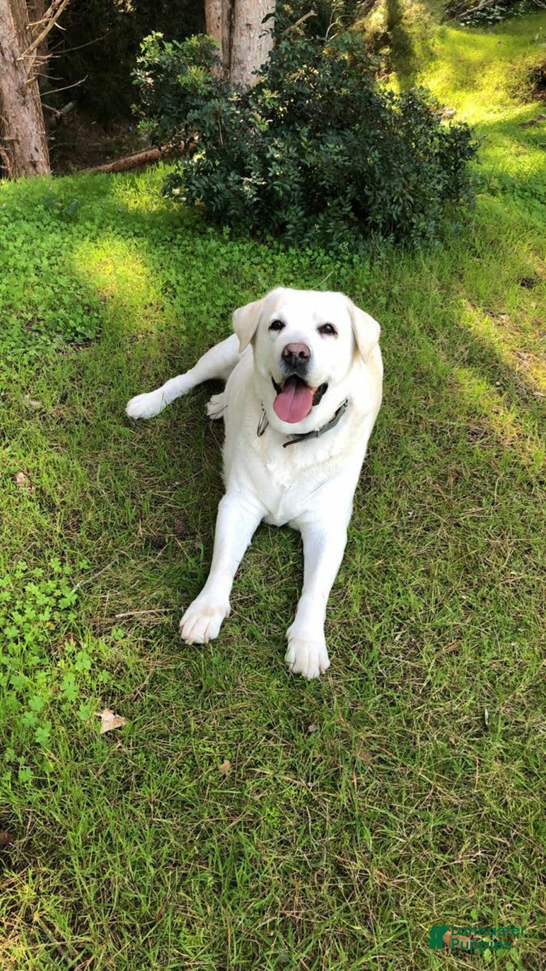 Labrador Retriever dogs for sale: Olivia - Image 9