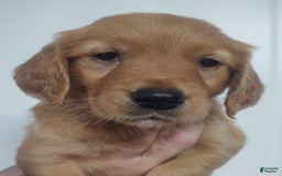 Golden Retriever dogs for sale: Bonnie - Image 2