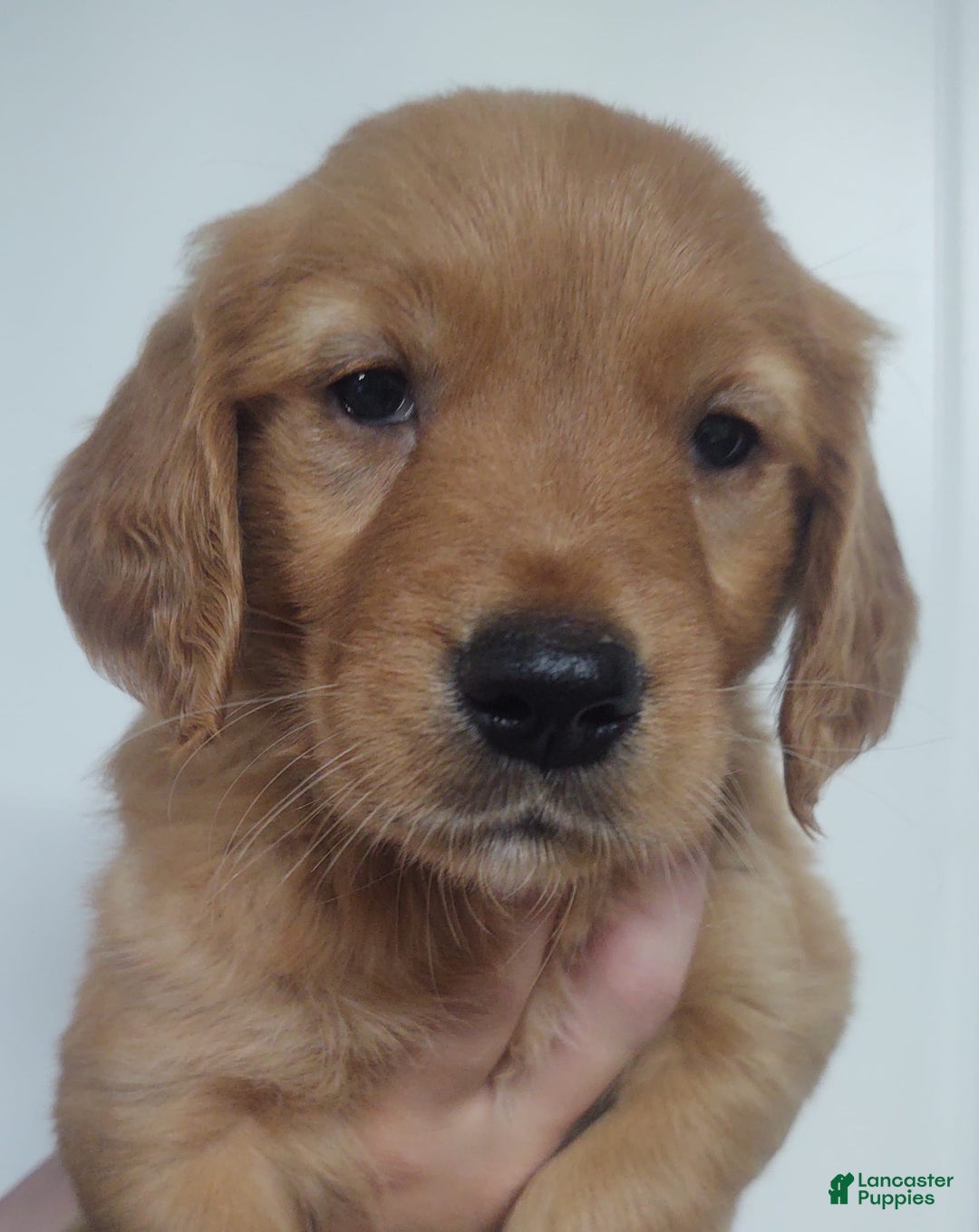 Golden Retriever dogs for sale: Bonnie - Image 2