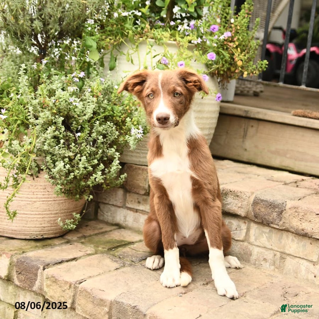 Border Collie dogs for sale: Saige - Image 4