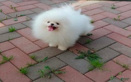 Pomeranian dogs for sale: Mishka - Image 11