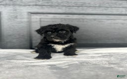 Yochon dogs for sale: Brinley - Image 3