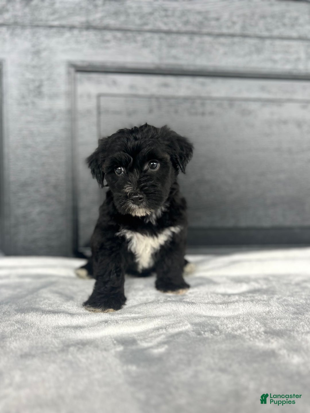 Yochon dogs for sale: Brinley - Image 3