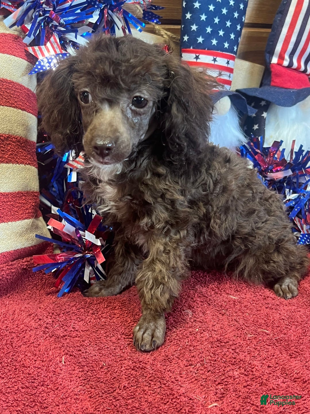 Toy Poodle dogs for sale: Max - Image 8