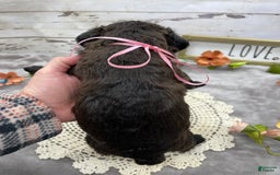 Standard Poodle dogs for sale: Gypsy - Image 11