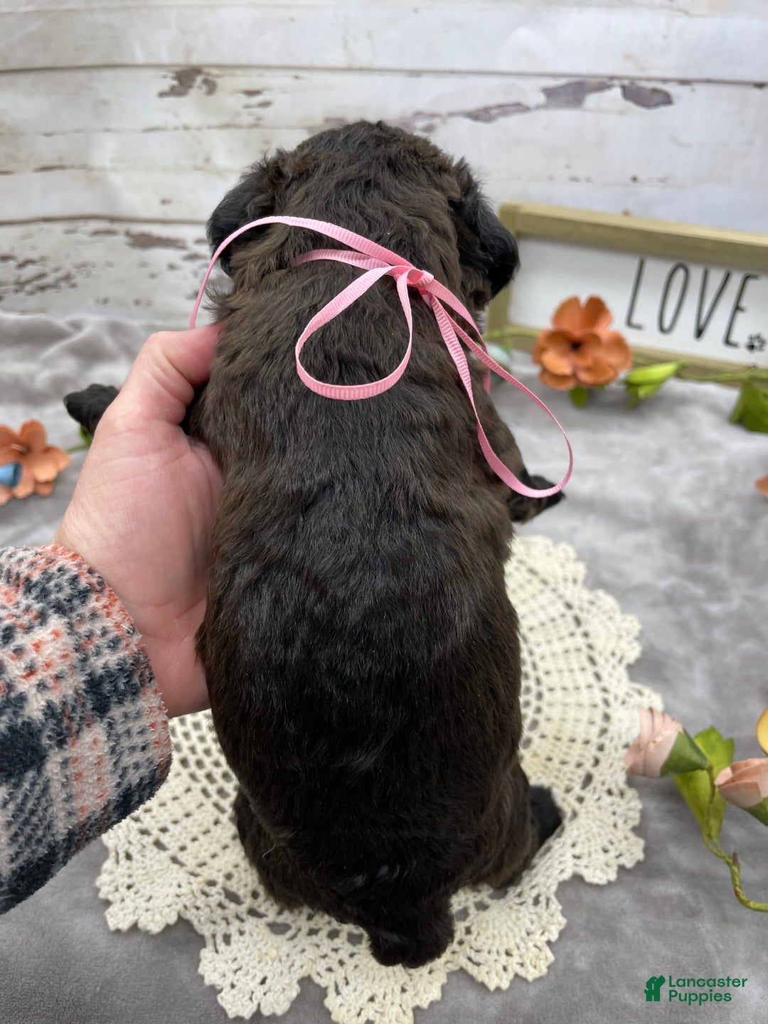 Standard Poodle dogs for sale: Gypsy - Image 11