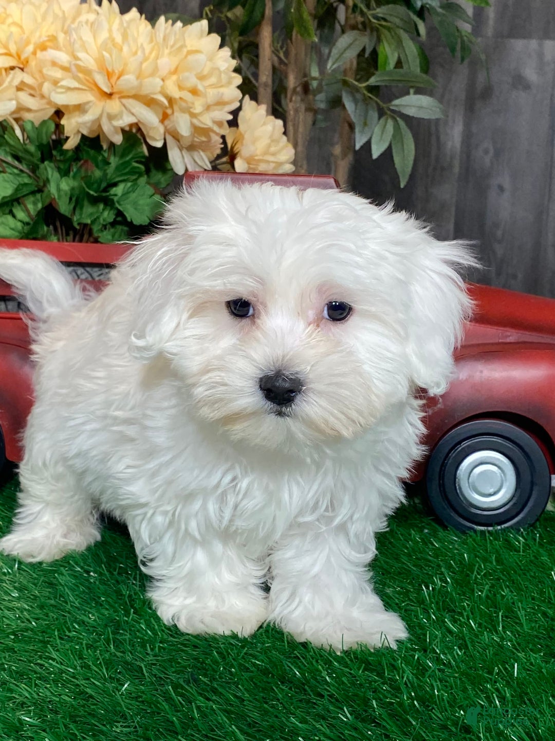 Coton De Tulear dogs for sale: Aero - Image 1