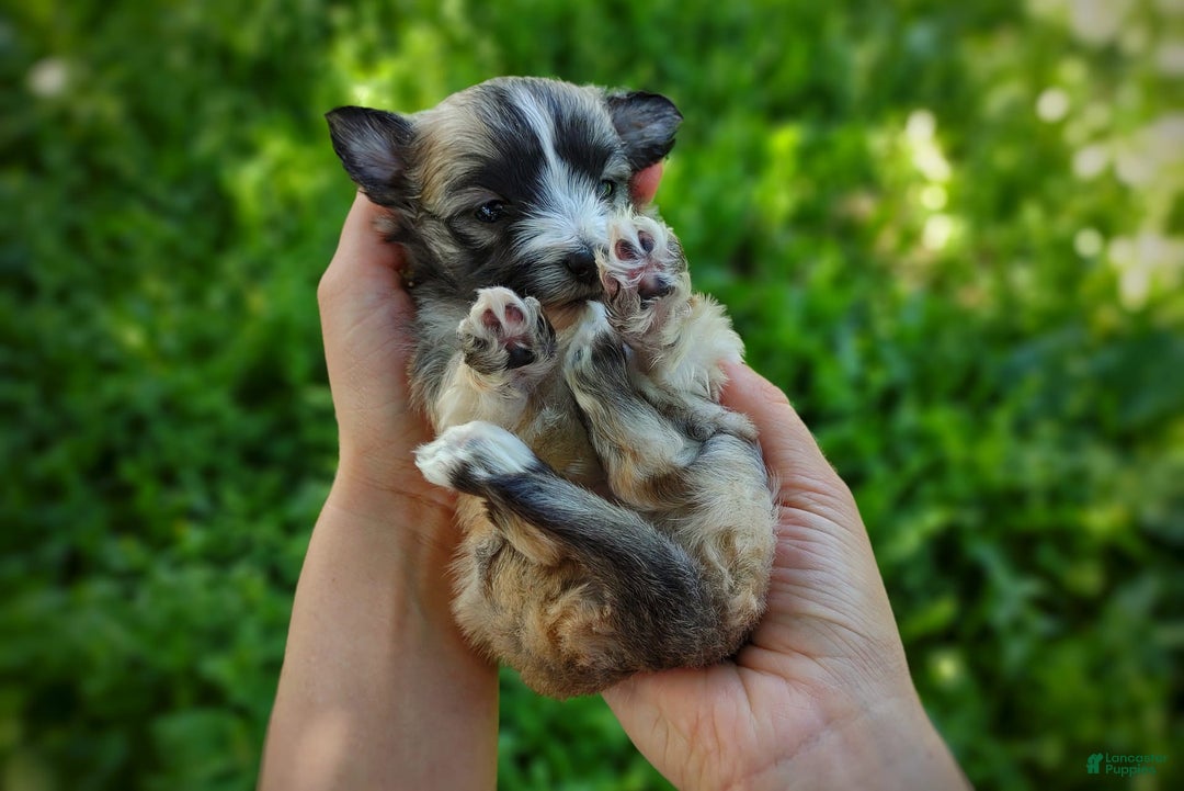 Morkie dogs for sale: Rare Sable Blaze - Image 4