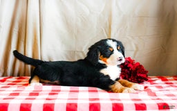 Bernese Mountain Dog dogs for sale: Lily - Image 6