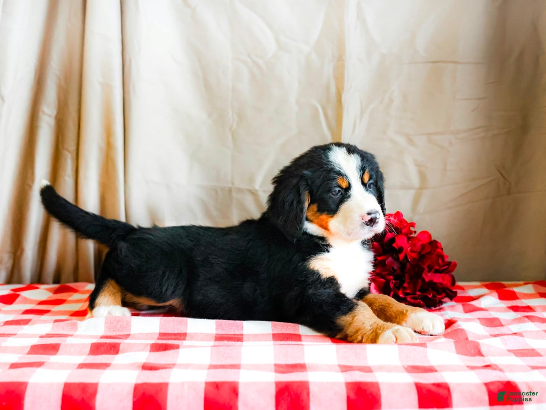 Bernese Mountain Dog dogs for sale: Lily - Image 6