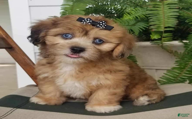 Shihpoo dogs for sale - Ad 4