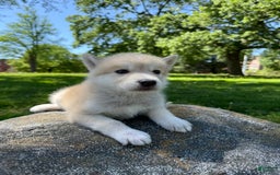 categoriesInfo:categoryAttributeOptions.pets.dogs.breed.akita dogs for sale: Champ - Image 2