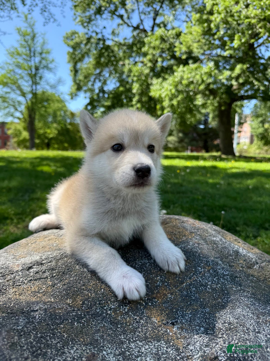 categoriesInfo:categoryAttributeOptions.pets.dogs.breed.akita dogs for sale: Champ - Image 2