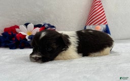 Miniature Schnauzer dogs for sale: Fancy Female 2 Akc Liver Parti - Image 10
