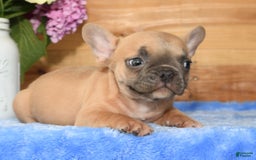 French Bulldog dogs for sale: Blake - Image 1