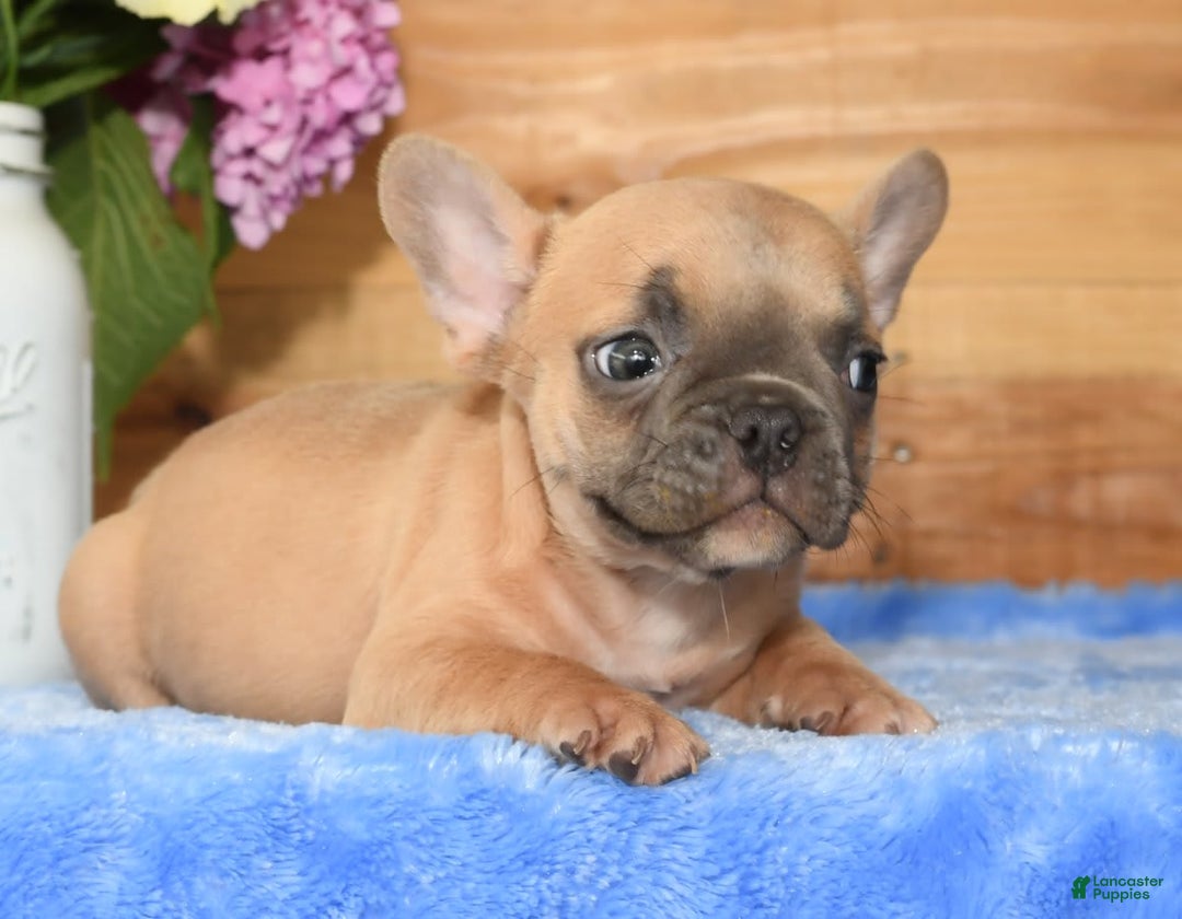 French Bulldog dogs for sale: Blake - Image 1