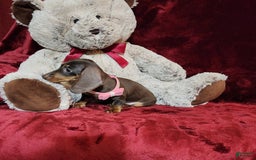 Miniature Dachshund dogs for sale: PUDDIN - Image 6