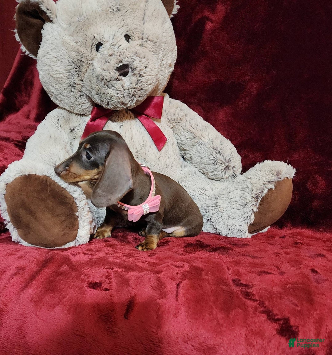 Miniature Dachshund dogs for sale: PUDDIN - Image 6
