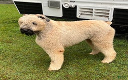 Bouvier Des Flandres dogs for sale: Desert Diamonds Prowling Lion - Image 3
