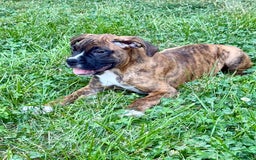 Boxer dogs for sale: Bruno - Image 11