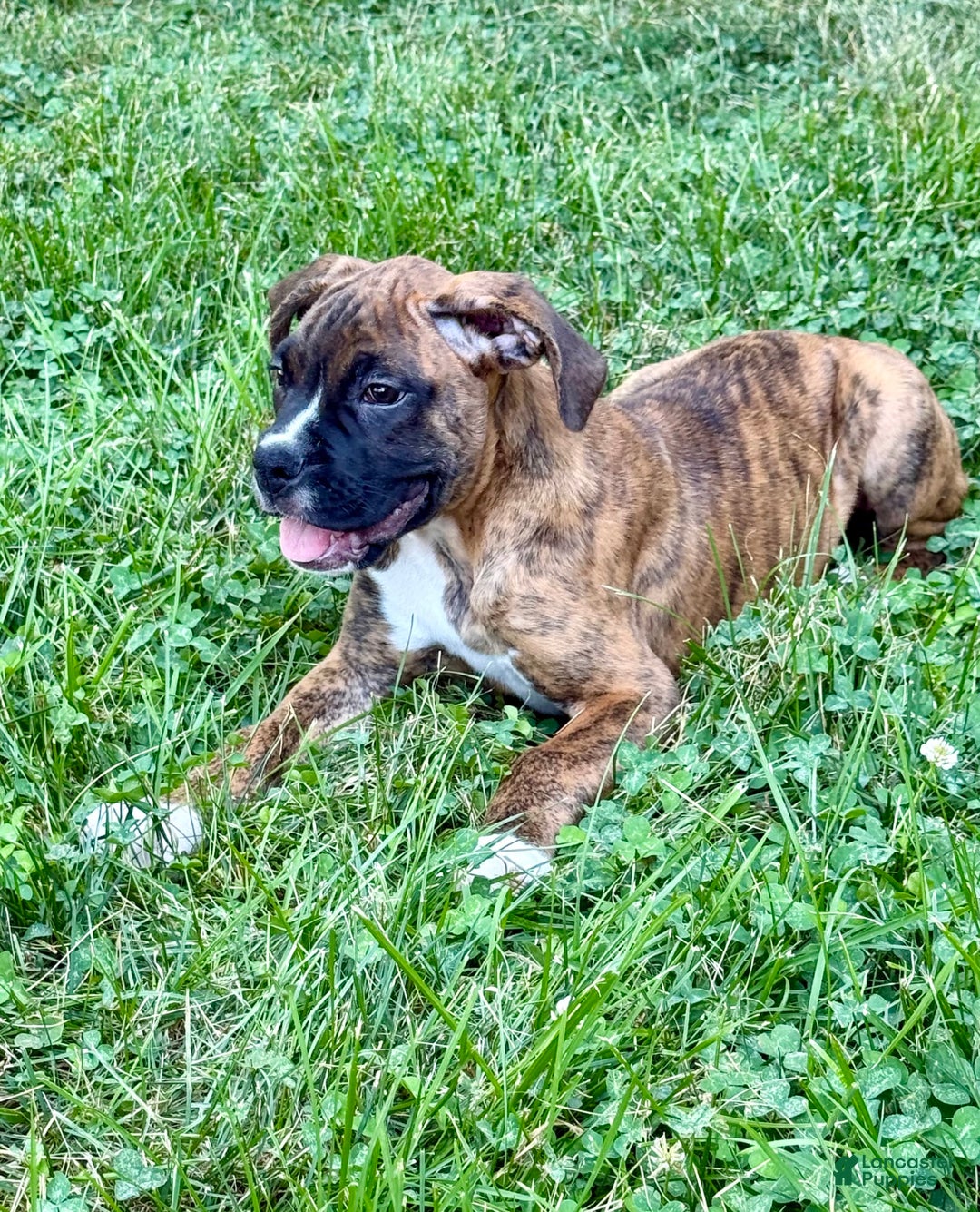 Boxer dogs for sale: Bruno - Image 11