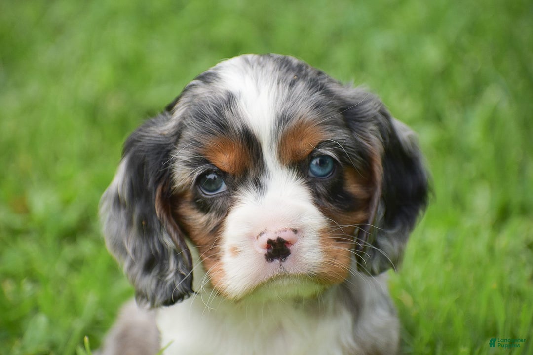 Cockalier dogs for sale: Reba - Image 2