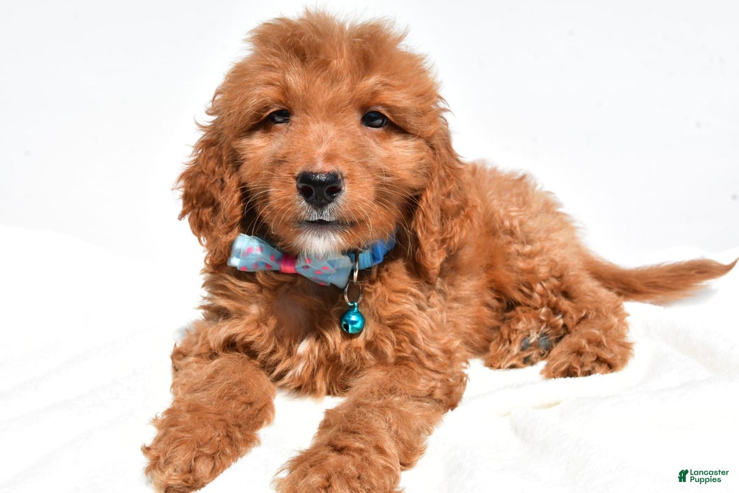 Mini Goldendoodle dogs for sale: Tom - Image 5