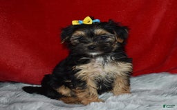 Morkie dogs for sale: Sally Sue - Image 1