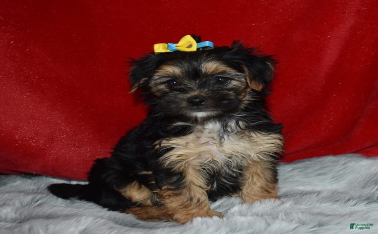Morkie dogs for sale - Ad 5