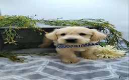 West Highland Terrier dogs for sale: Jude - Image 4
