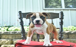 Boxer dogs for sale: Faithful - Image 5