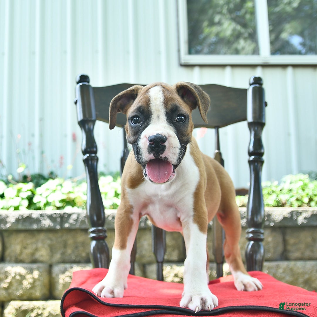 Boxer dogs for sale: Faithful - Image 5