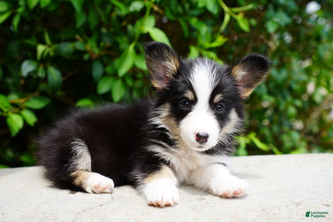 American Corgi dogs for sale: Rose - Image 4
