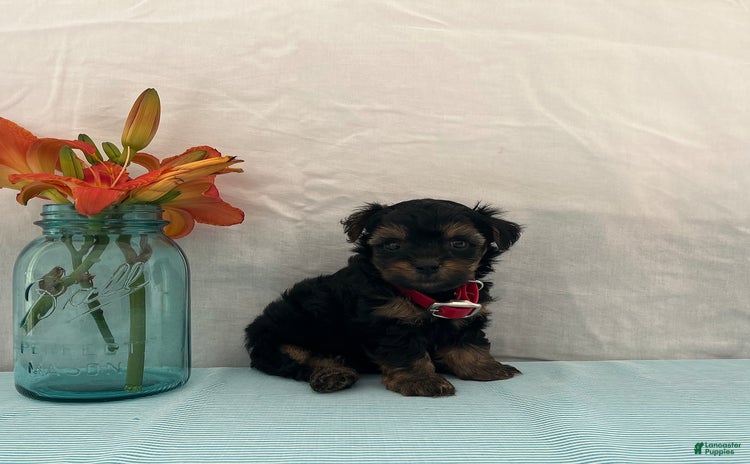Yorkiepoo dogs - Advert 39