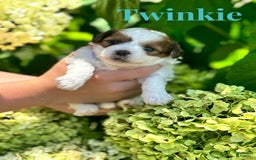 Shih Tzu dogs for sale: Twinkie - Image 2