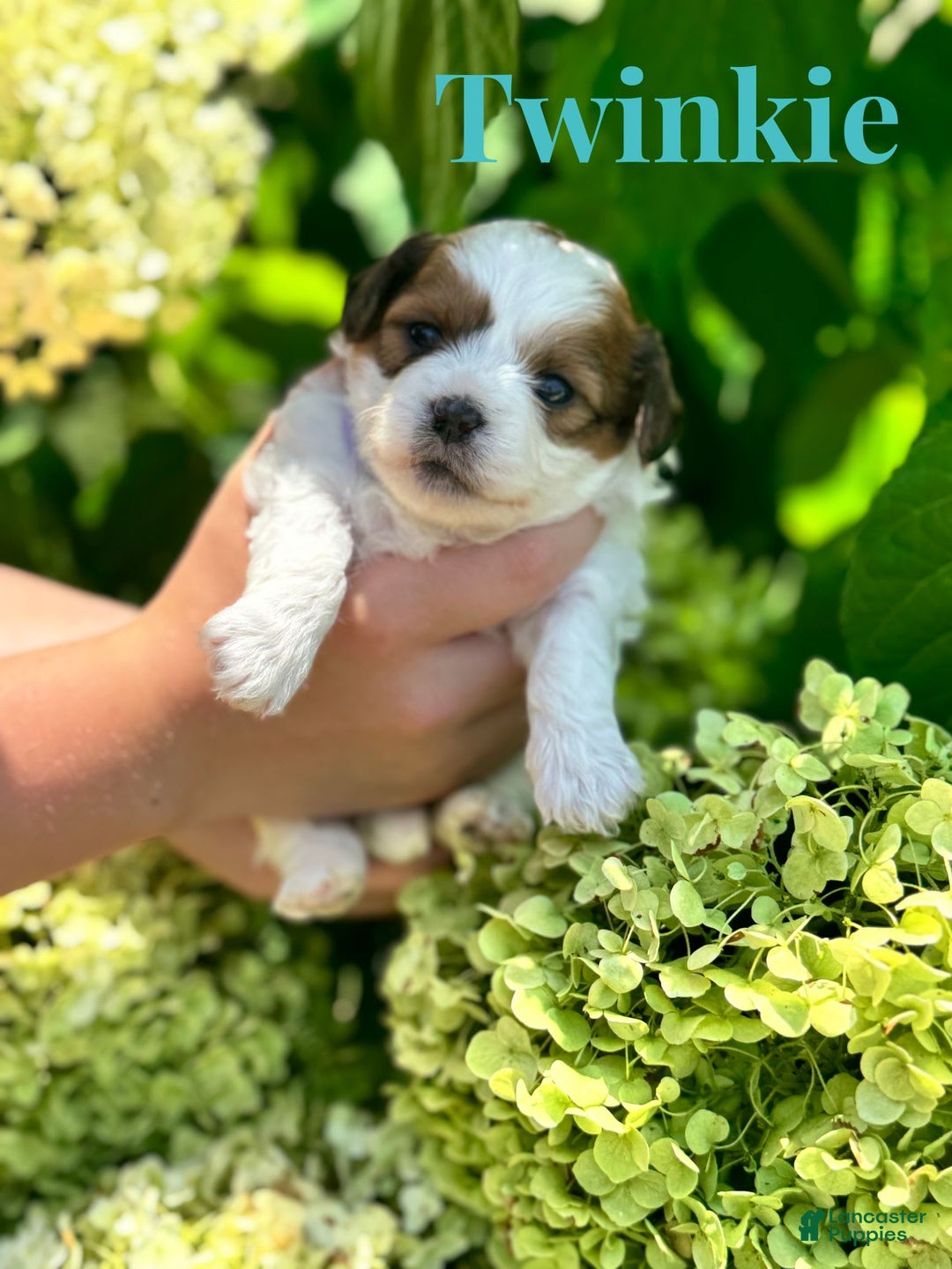 Shih Tzu dogs for sale: Twinkie - Image 2