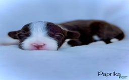 Mini Aussiedoodle dogs for sale: Paprika - Image 2