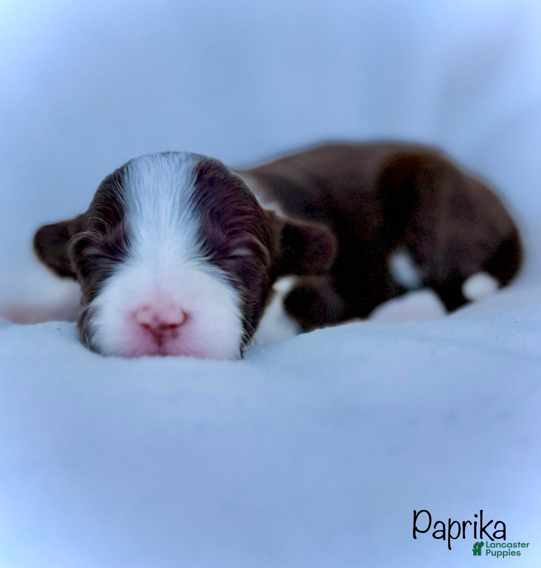 Mini Aussiedoodle dogs for sale: Paprika - Image 2