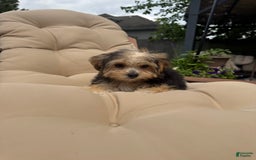 Morkie dogs for sale: Sofie - Image 3