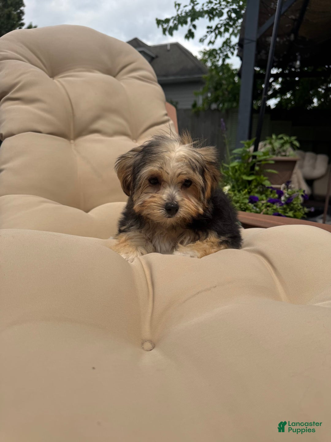 Morkie dogs for sale: Sofie - Image 3